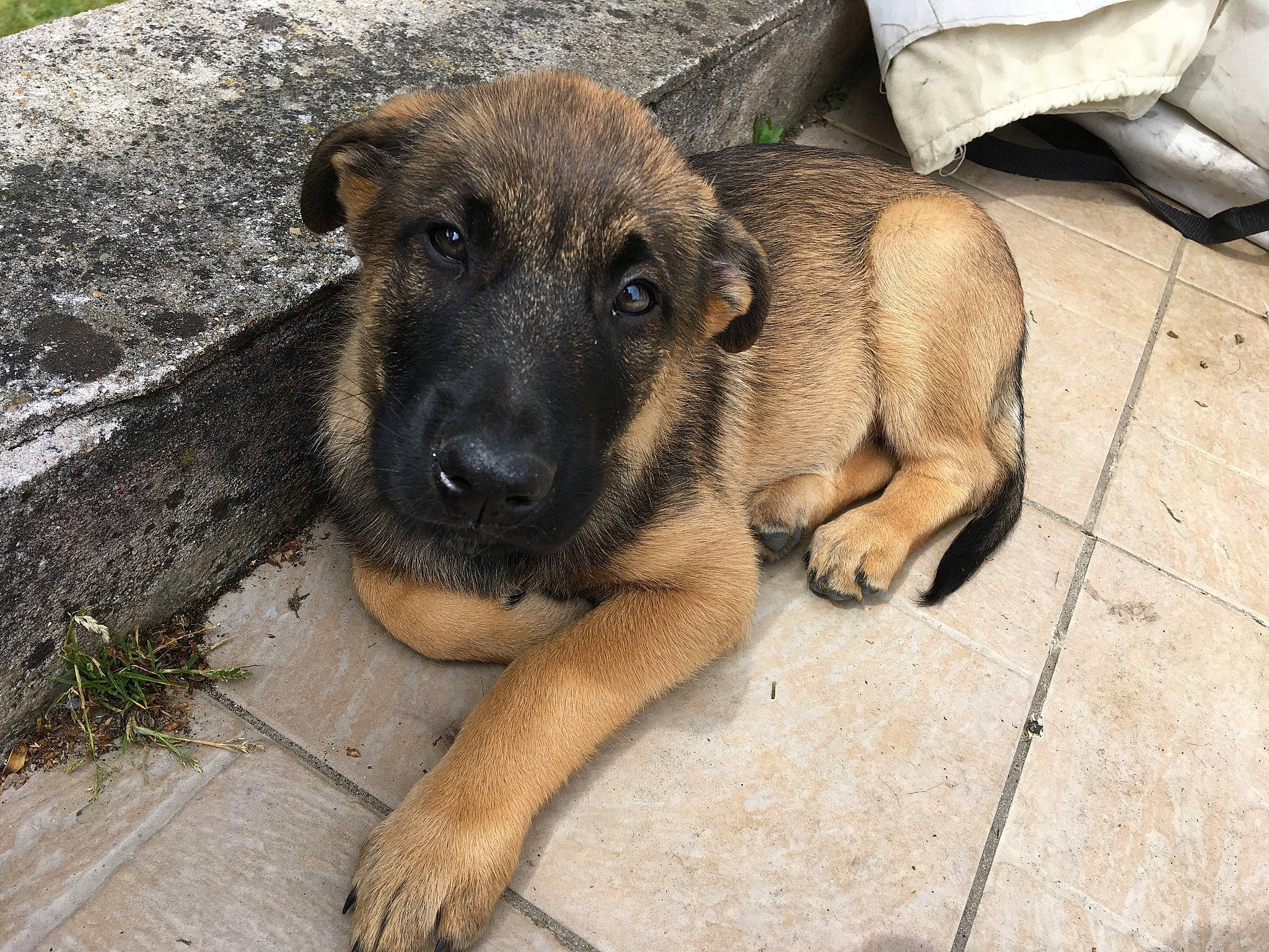 Maya participe au concours pour gagner de l'argent avec cette photo : canidae, carnivore, dog, dog_breed, dogo_sardesco, fawn, mammal, potcake_dog, snout, street_dog, vertebrate