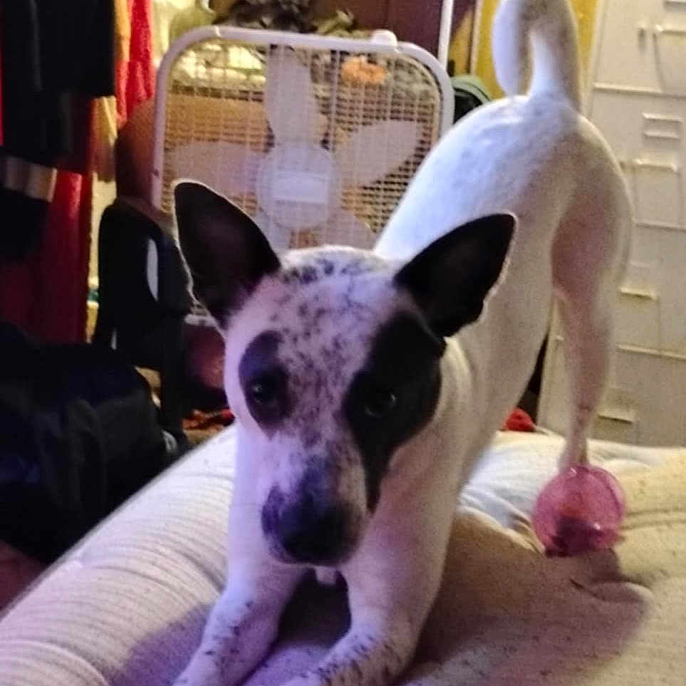 Lola is registered to the contest to win money with this photo: animal, bed, black_spots, cluttered_room, cute, dog, ears_up, fan, furniture, indoor, looking_at_camera, mammal, pet, pink_toy, relaxed, shelves, stretching, toy_ball, white_dog, wood_paneling