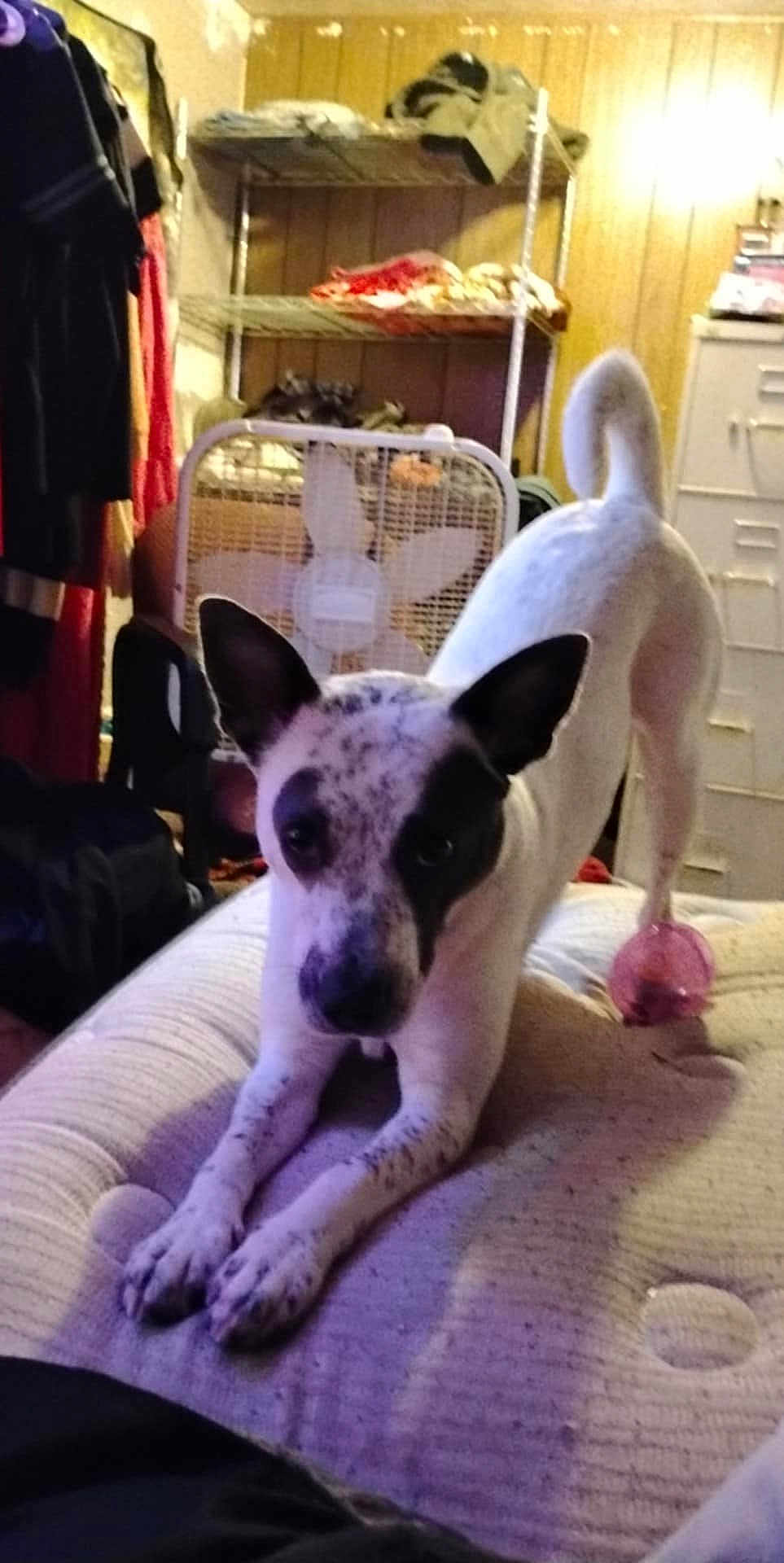 Lola is registered to the contest to win money with this photo: dog, white_dog, black_spots, stretching, bed, toy_ball, pink_toy, fan, shelves, cluttered_room, wood_paneling, indoor, pet, animal, cute, ears_up, looking_at_camera, furniture, relaxed, mammal
