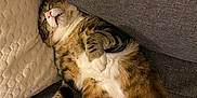 Behbou a rejoint le concours — aidez-le/la à gagner de superbes lots ! cat, tabby, sleeping, couch, indoor, pet, fur, relaxed, belly_up, pink_nose, white_paws, cozy, feline, cute, resting, domestic_animal, whiskers, soft, pillow, striped