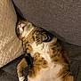 cat, tabby, sleeping, couch, indoor, pet, fur, relaxed, belly_up, pink_nose, white_paws, cozy, feline, cute, resting, domestic_animal, whiskers, soft, pillow, striped