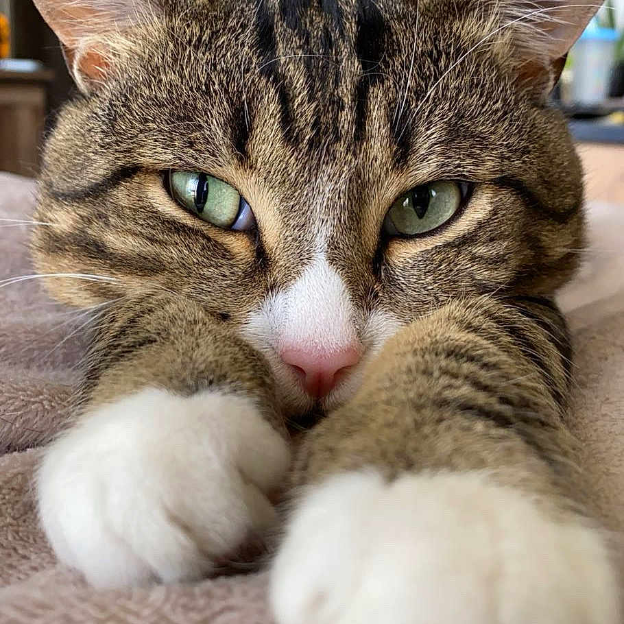 Behbou a rejoint le concours — aidez-le/la à gagner de superbes lots ! animal, blanket, cat, close_up, cute, domestic_cat, ears, feline, fur, green_eyes, indoor, paw, pet, portrait, relaxed, resting, soft_texture, tabby, whiskers, white_paws