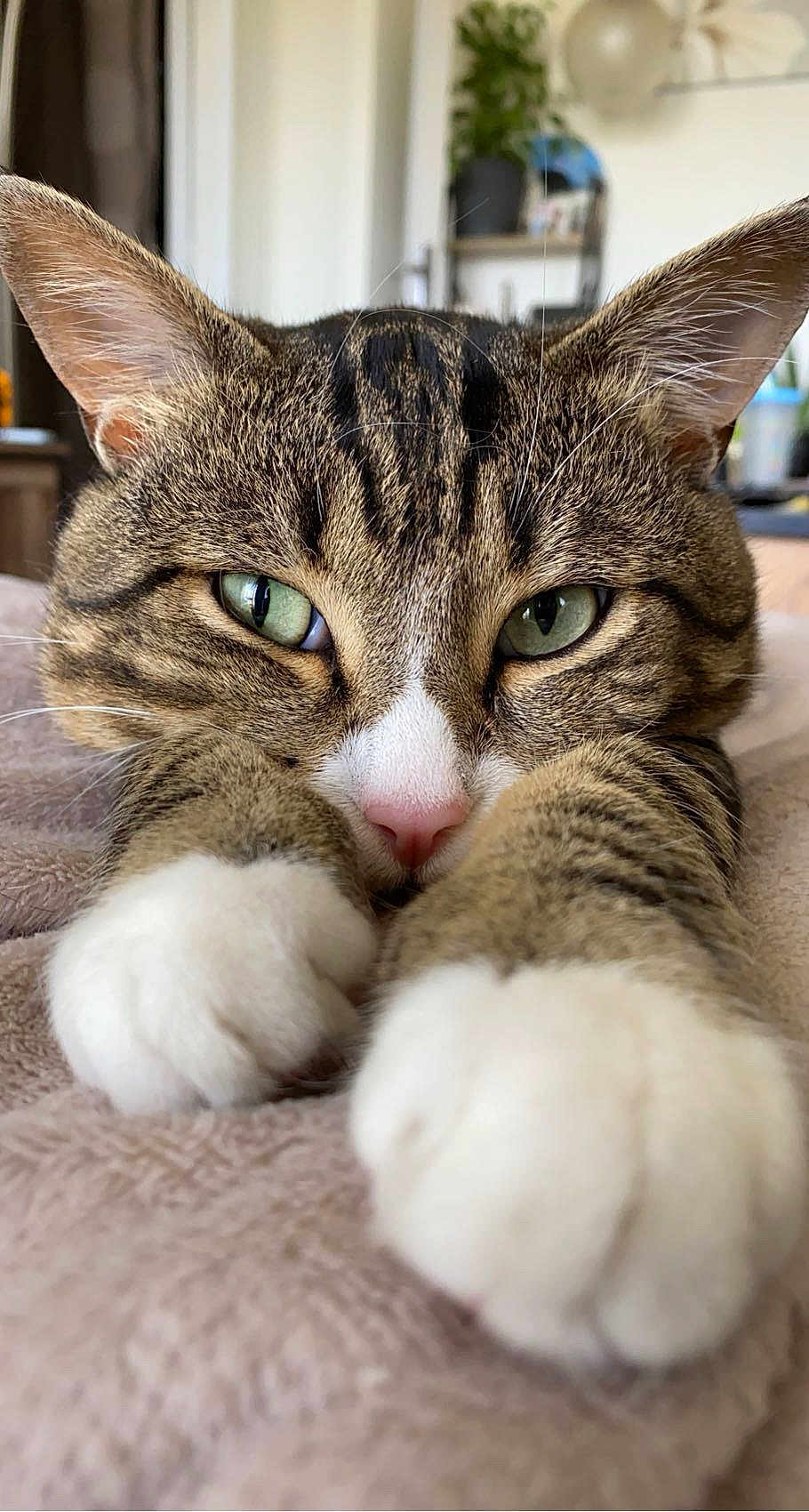 Behbou a rejoint le concours — aidez-le/la à gagner de superbes lots ! cat, tabby, close_up, green_eyes, white_paws, relaxed, indoor, blanket, feline, pet, whiskers, ears, soft_texture, animal, cute, paw, resting, domestic_cat, fur, portrait