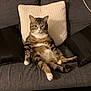 Behbou participe au concours pour gagner de l'argent avec cette photo : cat, tabby, sitting, couch, pillow, gray, white_pillow, black_pillow, indoor, pet, fur, animal, cute, relaxed, funny_pose, whiskers, ears, tail, home, feline