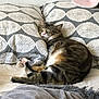Behbou a rejoint le concours — aidez-le/la à gagner de superbes lots ! cat, tabby_cat, sleeping, bed, pillow, blanket, cozy, indoor, pet, feline, resting, cute, animal, domestic_animal, fur, whiskers, pink_nose, relaxed, nap, comfort