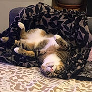 Behbou participe au concours pour gagner de l'argent avec cette photo : cat, tabby_cat, upside_down, blanket, patterned_blanket, couch, indoor, relaxed, pet, feline, paws_up, cozy, fur, animal, home, plant_pot, soft_lighting, resting, cute, domestic_animal