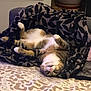 cat, tabby_cat, upside_down, blanket, patterned_blanket, couch, indoor, relaxed, pet, feline, paws_up, cozy, fur, animal, home, plant_pot, soft_lighting, resting, cute, domestic_animal