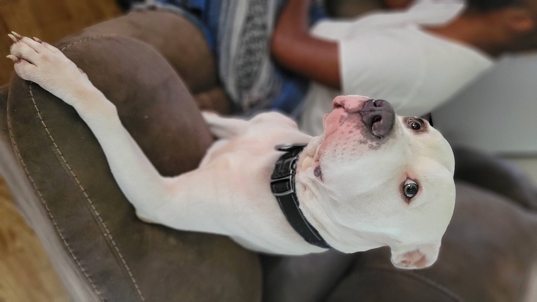 Kenzo joined the competition — help win amazing prizes! ancient_dog_breeds, canidae, carnivore, collar, companion_dog, dog, dog_breed, dog_collar, ear, fawn, fur, leash, molosser, nail, non_sporting_group, snout, sporting_group, terrestrial_animal, working_animal