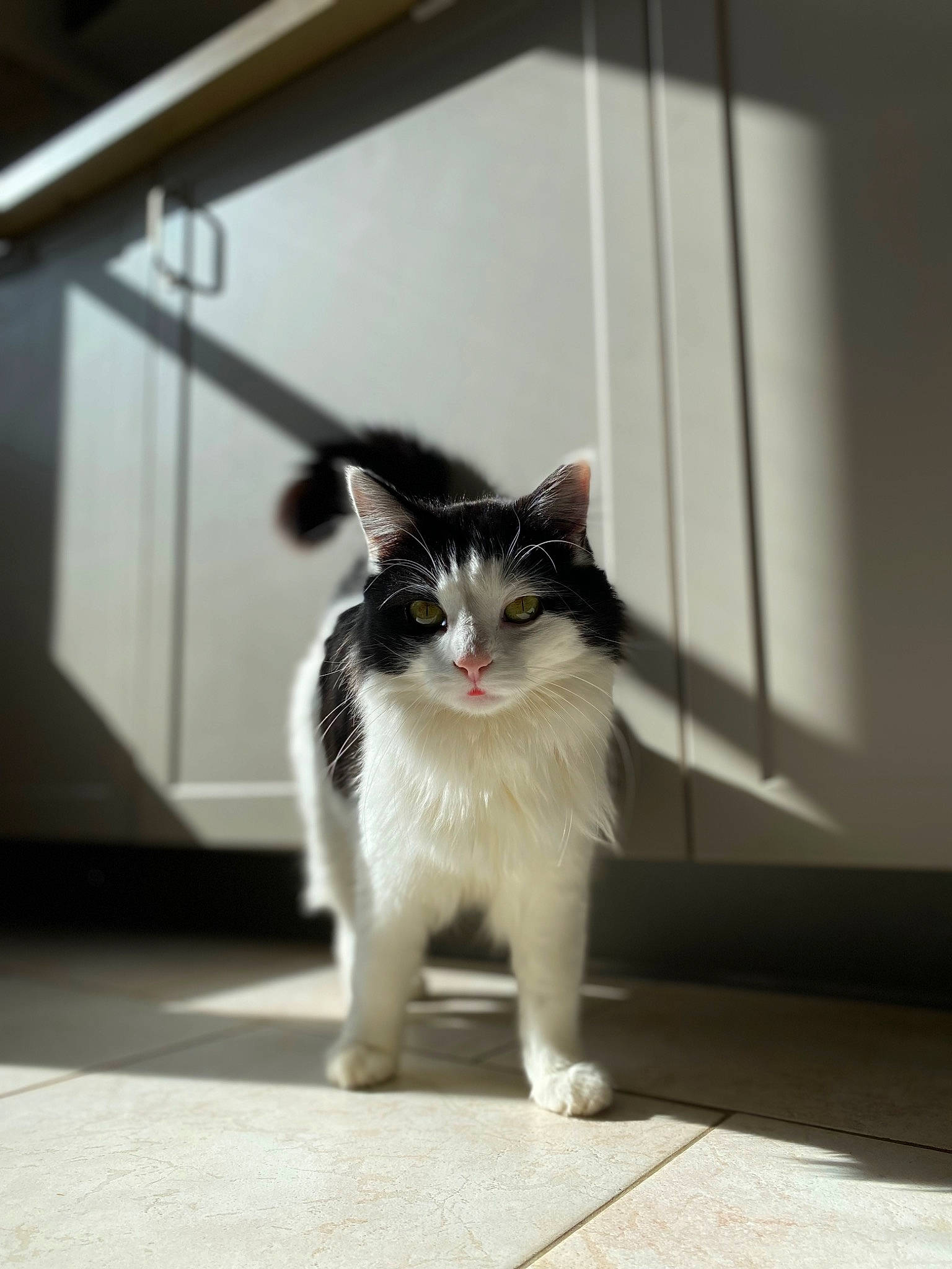 Pirate participe au concours pour gagner de l'argent avec cette photo : art, asphalt, carnivore, cat, domestic_short_haired_cat, eye, felidae, floor, flooring, fur, grey, human_leg, paw, road_surface, sitting, small_to_medium_sized_cats, snout, tail, whiskers, window