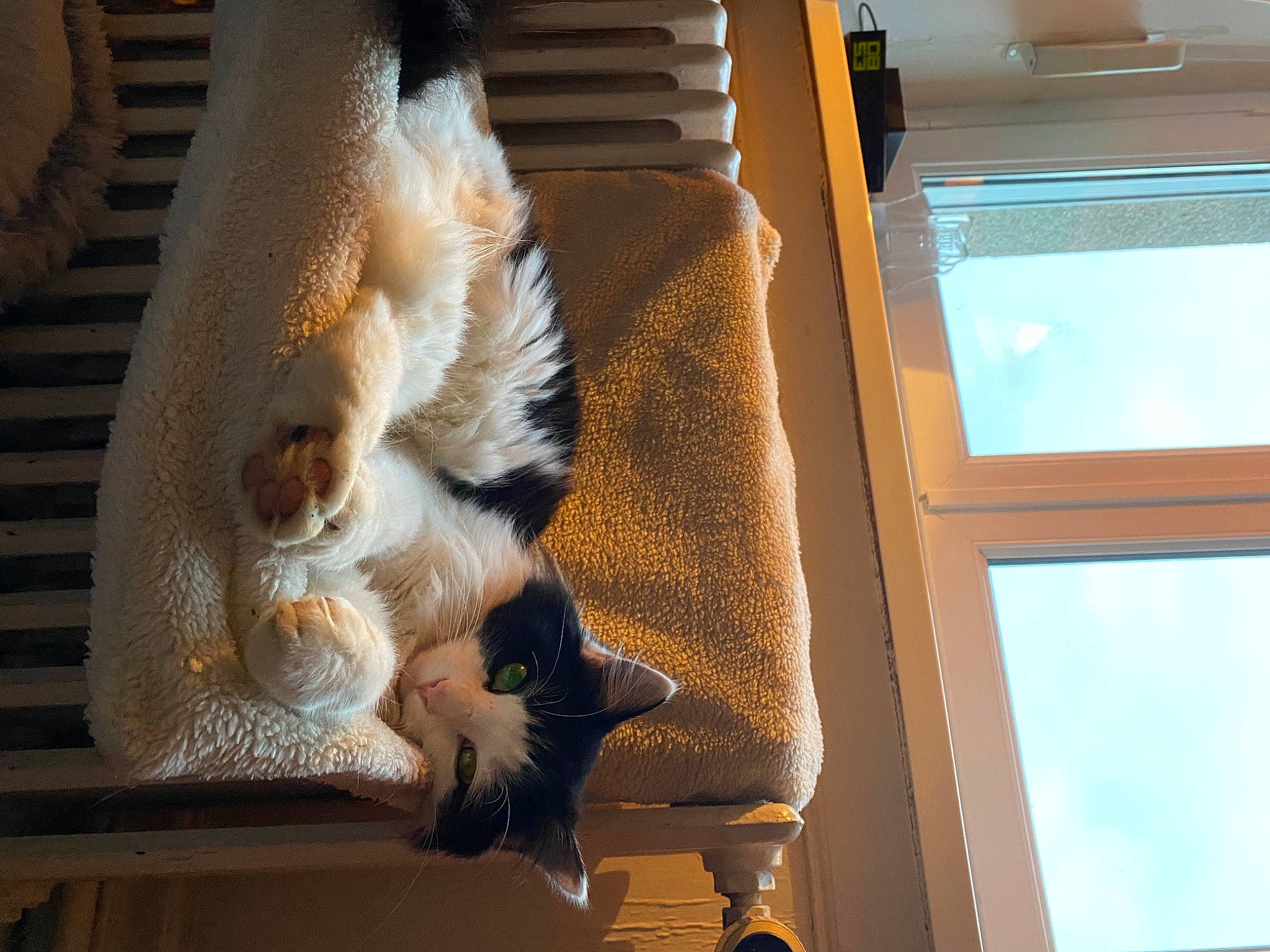 Pirate a rejoint le concours — aidez-le/la à gagner de superbes lots ! carnivore, cat, claw, companion_dog, display_device, domestic_short_haired_cat, fawn, felidae, foot, fur, human_leg, paw, room, small_to_medium_sized_cats, tail, whiskers, window, wood