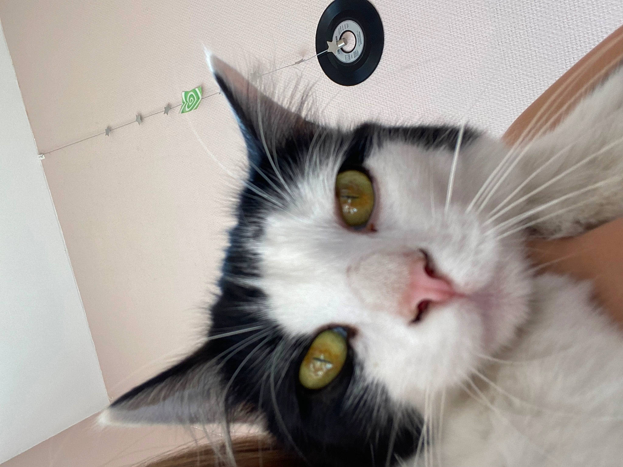 Pirate participe au concours pour gagner de l'argent avec cette photo : carnivore, cat, circle, claw, comfort, domestic_short_haired_cat, ear, fang, felidae, foot, fur, nose, paw, small_to_medium_sized_cats, snout, tail, whiskers