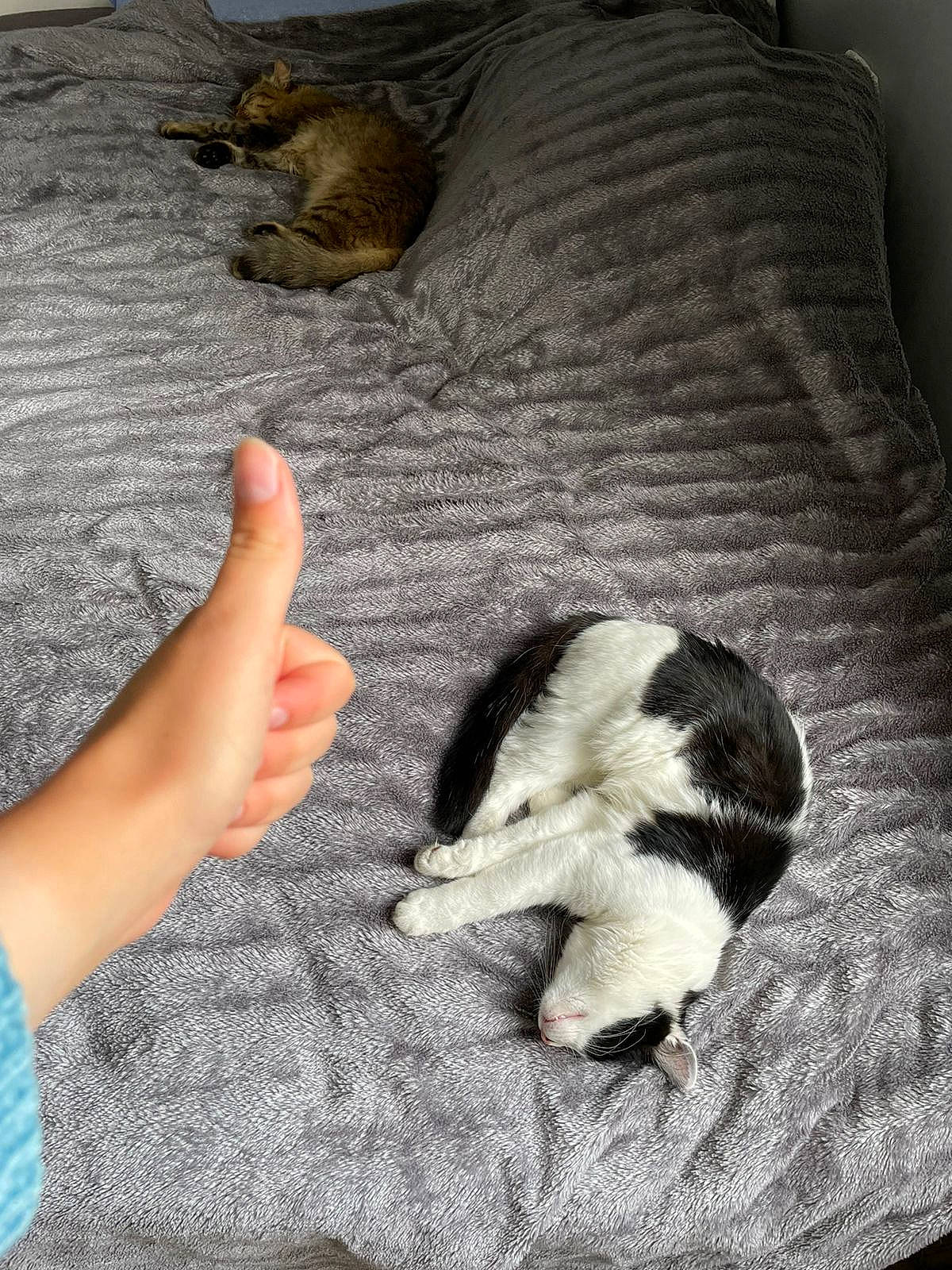 Pirate a rejoint le concours — aidez-le/la à gagner de superbes lots ! carnivore, cat, claw, comfort, companion_dog, dog_breed, domestic_short_haired_cat, fawn, felidae, foot, fur, human_leg, linens, paw, small_to_medium_sized_cats, snout, tail, textile, whiskers, wood