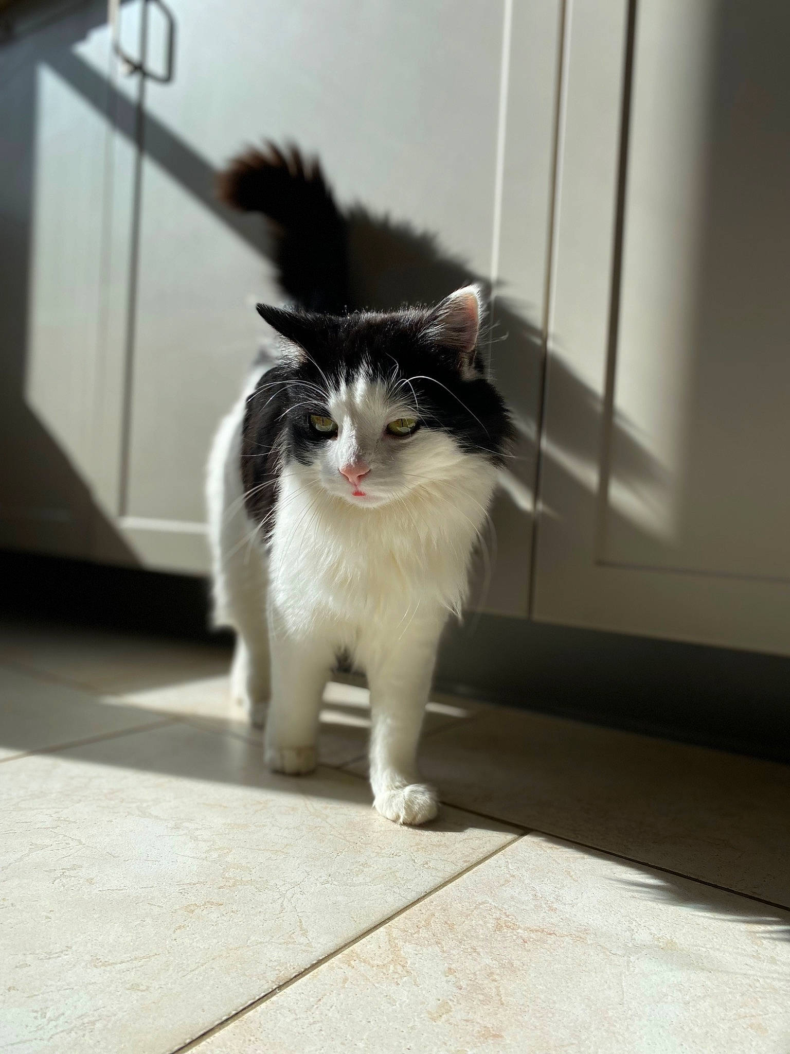 Pirate a rejoint le concours — aidez-le/la à gagner de superbes lots ! carnivore, cat, domestic_short_haired_cat, felidae, floor, flooring, foot, fur, grey, human_leg, monochrome, monochrome_photography, paw, road_surface, sitting, small_to_medium_sized_cats, snout, tail, whiskers, window