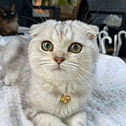 Lilybeth is registered to the contest to win money with this photo: cat, scottish_fold, white_cat, grey_cat, pet, animal, close_up, whiskers, collar, pendant, lying_down, blanket, furniture, indoor, cute, fluffy, domestic_cat, tabby, eyes, relaxing