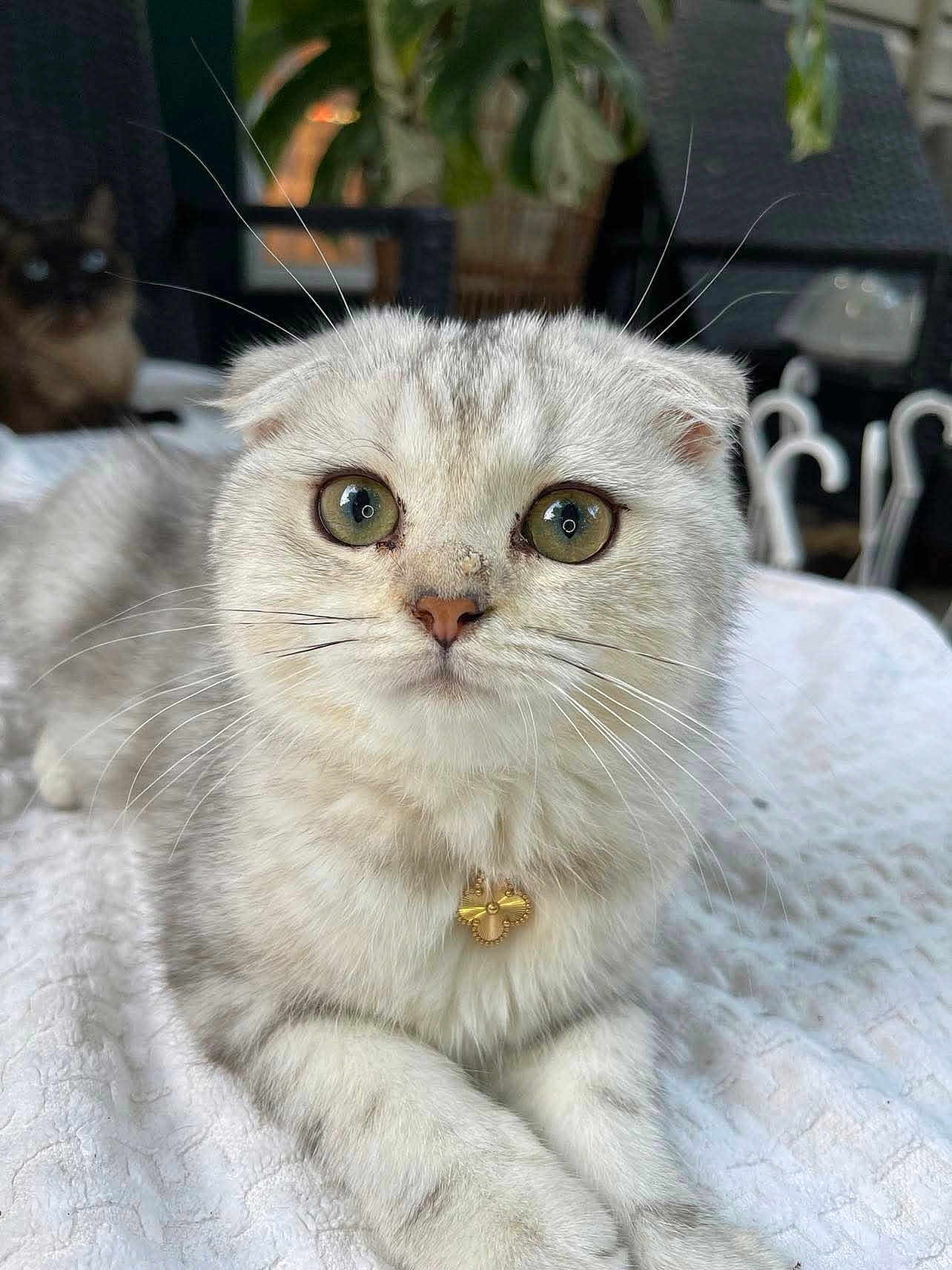 Lilybeth is registered to the contest to win money with this photo: cat, scottish_fold, white_cat, grey_cat, pet, animal, close_up, whiskers, collar, pendant, lying_down, blanket, furniture, indoor, cute, fluffy, domestic_cat, tabby, eyes, relaxing