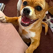 Jake is registered to the contest to win money with this photo: animal, brown, canine, carpet, closeup, cute, dog, ears, face, fur, happy, indoor, paw, pet, playful, puppy, small_dog, smiling, tongue, white