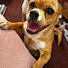 animal, brown, canine, carpet, closeup, cute, dog, ears, face, fur, happy, indoor, paw, pet, playful, puppy, small_dog, smiling, tongue, white
