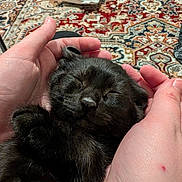 Rhaego joined the competition — help win amazing prizes! animal, black_kitten, carpet, cat, close_up, comfort, cozy, cute, domestic_animal, feline, hands, human_hands, indoor, kitten, patterned_rug, pet, pillow, resting, sleeping, soft_fur