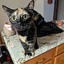 Predator is registered to the contest to win money with this photo: cat, tortoiseshell_cat, kitchen_counter, curious, indoor, pet, animal, closeup, whiskers, eyes, feline, marble_countertop, wooden_cabinets, domestic, household, curiosity, fur, portrait, tabletop, cozy