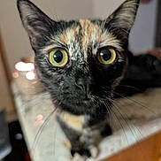 Predator joined the competition — help win amazing prizes! cat, tortoiseshell_cat, close_up, whiskers, yellow_eyes, curious, indoor, marble_countertop, domestic_cat, feline, face, pet, animal, portrait, closeup, ears, nose, fur, attention, focus