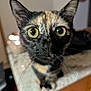 cat, tortoiseshell_cat, close_up, whiskers, yellow_eyes, curious, indoor, marble_countertop, domestic_cat, feline, face, pet, animal, portrait, closeup, ears, nose, fur, attention, focus