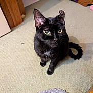 Dufus Diane joined the competition — help win amazing prizes! black_cat, cat, indoor, carpet, pet, animal, feline, yellow_eyes, wooden_door, curious, looking_up, domestic, fur, whiskers, tail, floor, cozy, home, sitting, attention
