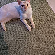 Snowball is registered to the contest to win money with this photo: cat, cream_colored, pet, indoor, carpet, floor, animal, feline, looking, relaxed, cute, whiskers, ears, paws, domestic, fur, resting, close_up, eyes, curious