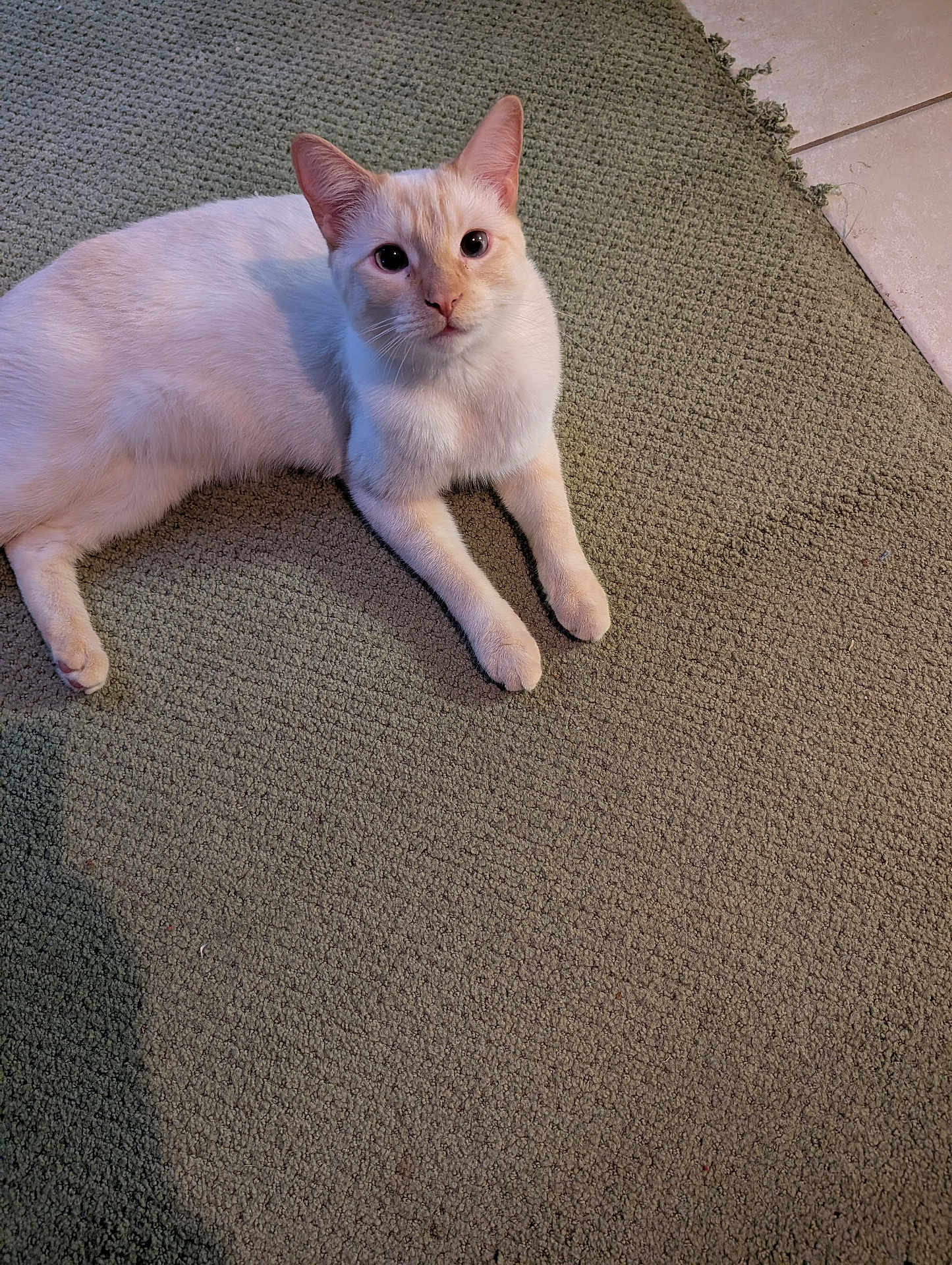 Snowball