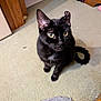black_cat, cat, indoor, carpet, pet, animal, feline, yellow_eyes, wooden_door, curious, looking_up, domestic, fur, whiskers, tail, floor, cozy, home, sitting, attention