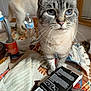 Re Re Marie is registered to the contest to win money with this photo: cat, blue_eyes, curious, indoor, table, water_bottle, patterned_rug, household_items, second_cat, close_up, tabby, feline, domestic_cat, whiskers, pink_nose, blurred_background, window_blinds, box, towel, multicolor