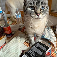 Re Re Marie joined the competition — help win amazing prizes! cat, blue_eyes, curious, indoor, table, water_bottle, patterned_rug, household_items, second_cat, close_up, tabby, feline, domestic_cat, whiskers, pink_nose, blurred_background, window_blinds, box, towel, multicolor