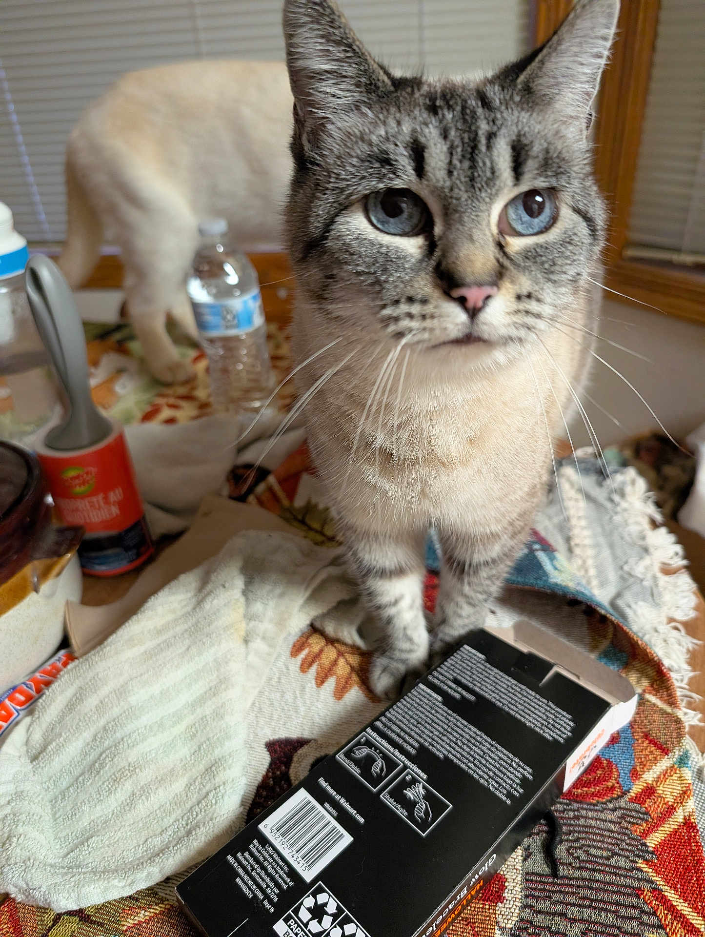 Re Re Marie joined the competition — help win amazing prizes! cat, blue_eyes, curious, indoor, table, water_bottle, patterned_rug, household_items, second_cat, close_up, tabby, feline, domestic_cat, whiskers, pink_nose, blurred_background, window_blinds, box, towel, multicolor
