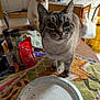 Re Re Marie joined the competition — help win amazing prizes! cat, tabby_cat, curious, kitchen, table, paper_plate, food_crumbs, indoor, window_blinds, second_cat, cream_cat, clutter, household_items, countertop, domestic, pets, closeup, feline, curious_look, home