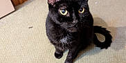 Re Re Marie is registered to the contest to win money with this photo: animal, attention, black_cat, carpet, cat, cozy, curious, domestic, feline, floor, fur, home, indoor, looking_up, pet, sitting, tail, whiskers, wooden_door, yellow_eyes
