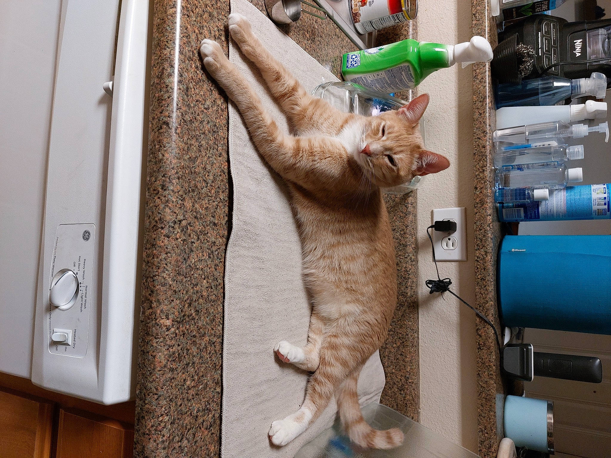 Bucky joined the competition — help win amazing prizes! carnivore, cat, domestic_short_haired_cat, fawn, felidae, fur, gesture, machine, room, small_to_medium_sized_cats, tail, toy, vertebrate, whiskers, wood