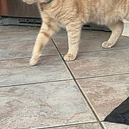 Tigger is registered to the contest to win money with this photo: cat, ginger_cat, orange_fur, feline, pet, collar, walking, standing, indoor, tile_floor, home, appliance, wooden_cabinet, side_view, whiskers, ears, paws, tail, animal, photography