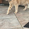 cat, ginger_cat, orange_fur, feline, pet, collar, walking, standing, indoor, tile_floor, home, appliance, wooden_cabinet, side_view, whiskers, ears, paws, tail, animal, photography