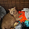 Tigger is registered to the contest to win money with this photo: cat, orange_cat, feline, pet, animal, portrait, sitting, lounging, indoors, laundry, clothes, colorful_clothing, orange_fabric, gray_fabric, blanket, cushion, wooden_blind, cozy, whiskers, alert