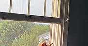 Tigger is registered to the contest to win money with this photo: cat, orange_cat, feline, pet, animal, window, window_blinds, indoors, bed, lounging, sitting, sunlight, backyard, trees, house, collar, relaxed, profile, portrait, home