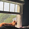 cat, orange_cat, feline, pet, animal, window, window_blinds, indoors, bed, lounging, sitting, sunlight, backyard, trees, house, collar, relaxed, profile, portrait, home
