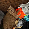 Tigger is registered to the contest to win money with this photo: cat, ginger_cat, feline, pet, animal, lying_down, relaxed, looking_at_camera, green_eyes, whiskers, ears, fur, orange_fur, laundry, clothes, blanket, cushion, indoor, cozy, portrait