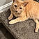 Tigger