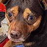 animal, bedding, blanket, blue_fabric, brown_and_black, close_up, cute, dog, ears, eyes, face, fur, head, indoors, lying_down, nose, pet, portrait, red_fabric, wide_eyed