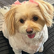 Ginger is registered to the contest to win money with this photo: adorable, animal, bow, brown_eyes, close_up, companion, cute, dog, domestic_animal, fluffy, friendly, fur, groomed, indoor, looking_up, pet, pink_bow, playful, small_dog, tongue_out
