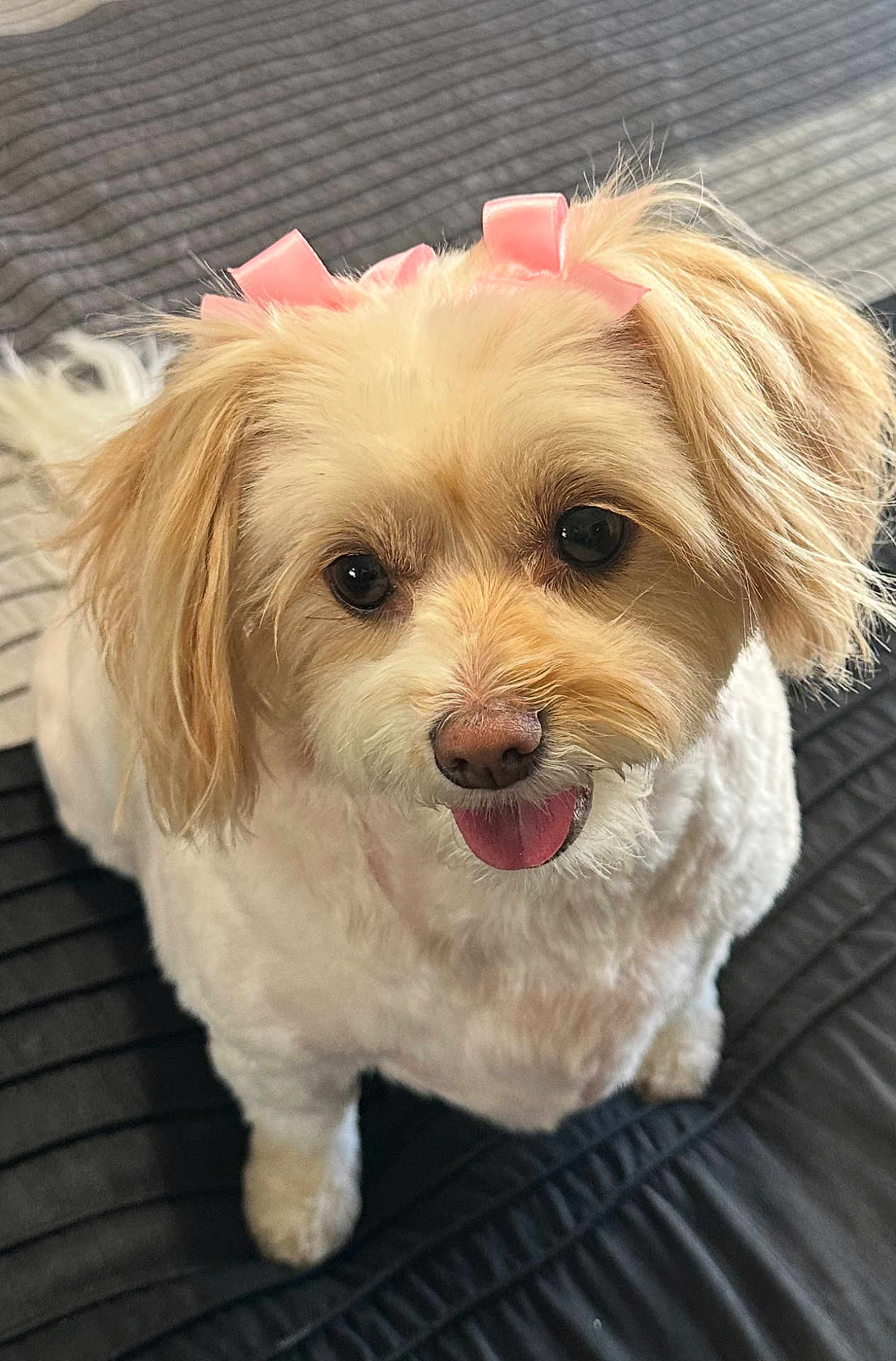 Ginger is registered to the contest to win money with this photo: adorable, animal, bow, brown_eyes, close_up, companion, cute, dog, domestic_animal, fluffy, friendly, fur, groomed, indoor, looking_up, pet, pink_bow, playful, small_dog, tongue_out