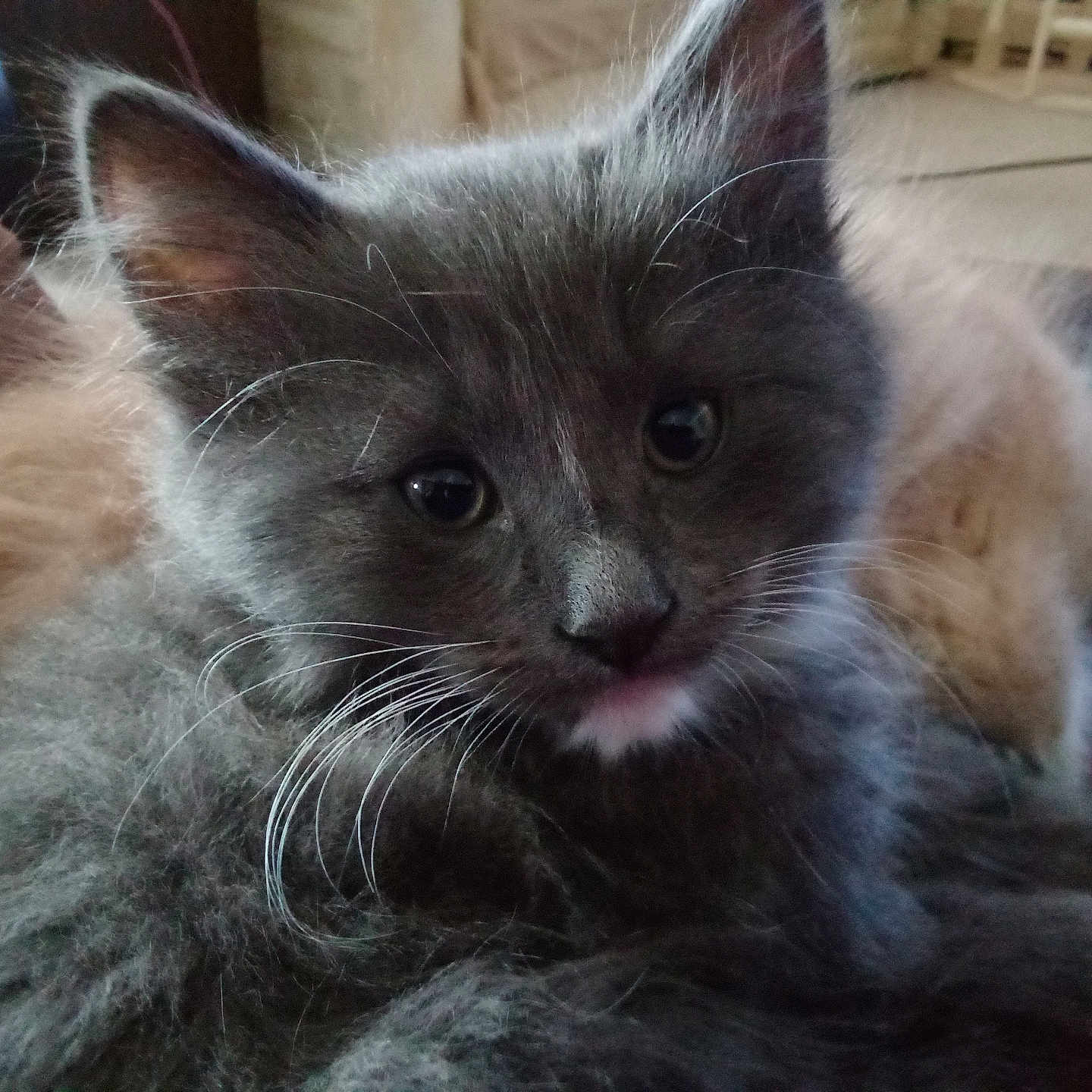 Little Runt is registered to the contest to win money with this photo: abyssinian, angora, animal, armchair, blackcat, cat, chair, couch, furniture, hardwood, kitten, manx, pet, siamese, wood