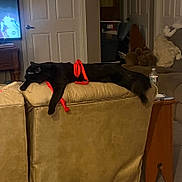 Boo-Boo Kitty joined the competition — help win amazing prizes! animal, black_cat, blanket, carpet, cat, couch, cozy, decor, domestic, door, furniture, indoor, living_room, pet, relaxed, resting, ribbon, side_table, television, water_bottle