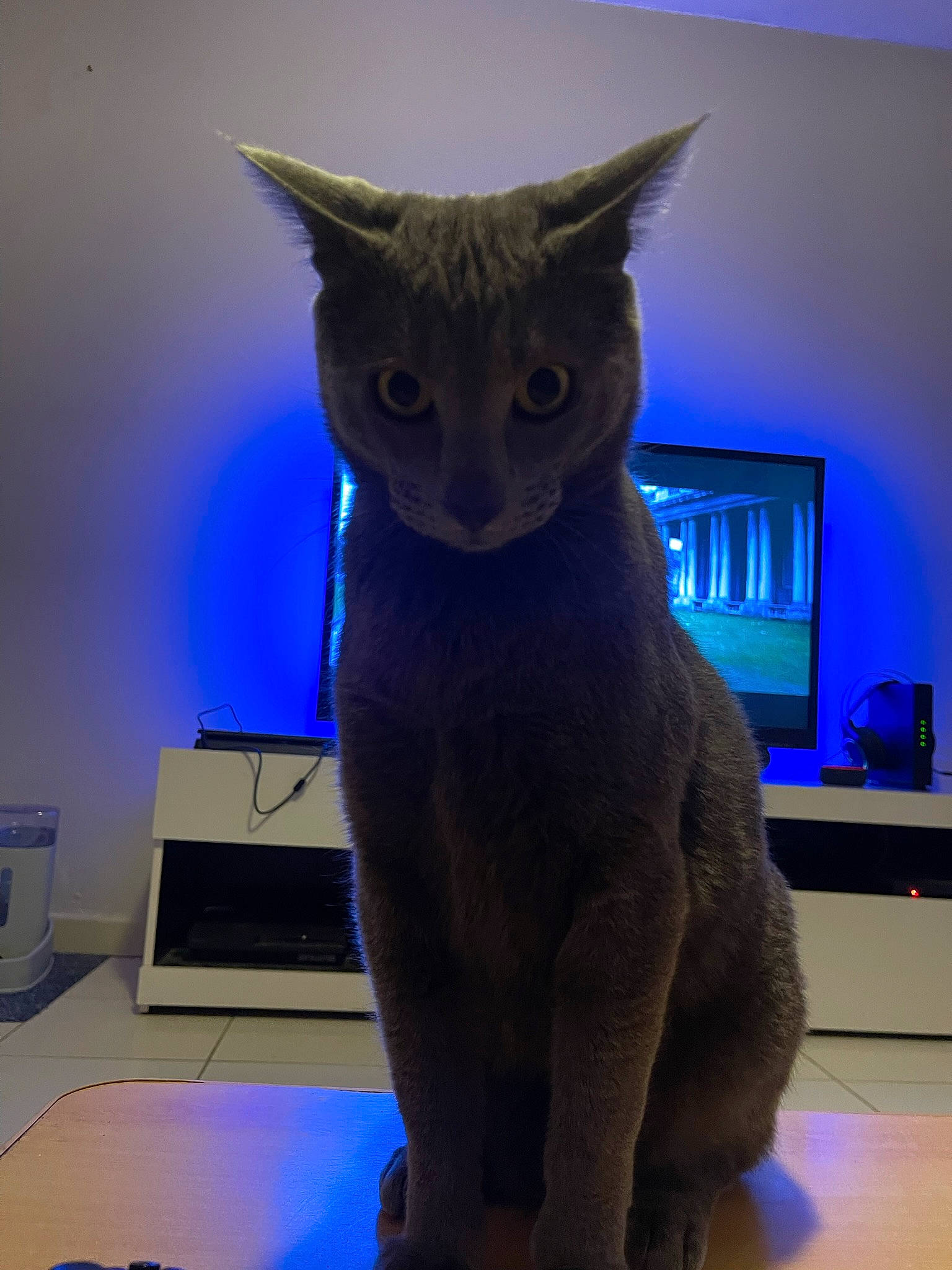 Rio participe au concours pour gagner de l'argent avec cette photo : blue, carnivore, cat, comfort, computer_keyboard, domestic_short_haired_cat, electric_blue, eye, fawn, felidae, fur, grey, head, peripheral, russian_blue, small_to_medium_sized_cats, snout, tail, whiskers, window