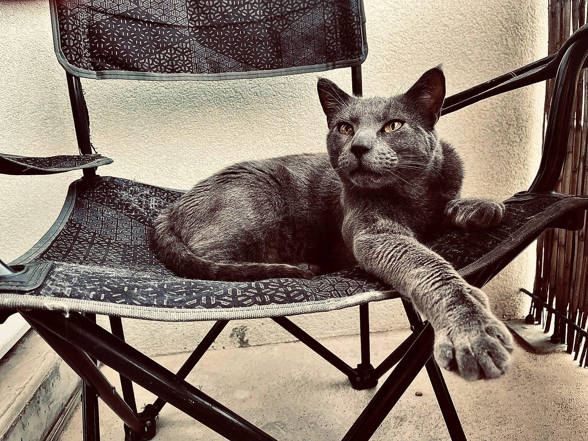 Rio participe au concours pour gagner de l'argent avec cette photo : art, carnivore, cat, comfort, domestic_short_haired_cat, felidae, illustration, metal, monochrome, monochrome_photography, rectangle, sitting, small_to_medium_sized_cats, snout, square, still_life_photography, tail, terrestrial_animal, visual_arts, whiskers