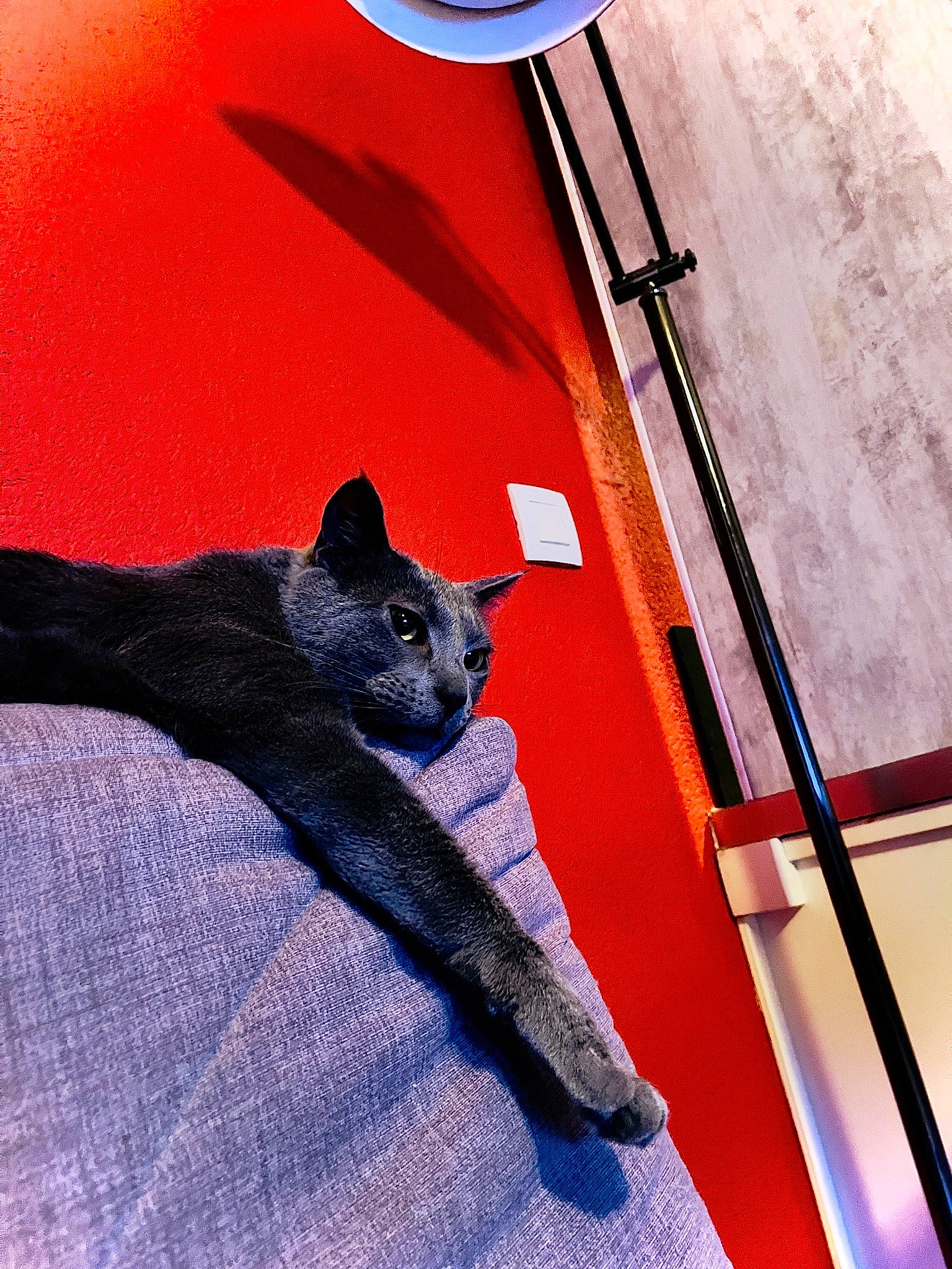 Rio a rejoint le concours — aidez-le/la à gagner de superbes lots ! automotive_tire, azure, carmine, carnivore, cat, comfort, domestic_short_haired_cat, electric_blue, felidae, fur, human_leg, magenta, shadow, small_to_medium_sized_cats, tail, tints_and_shades, vehicle_door, whiskers, window, wood